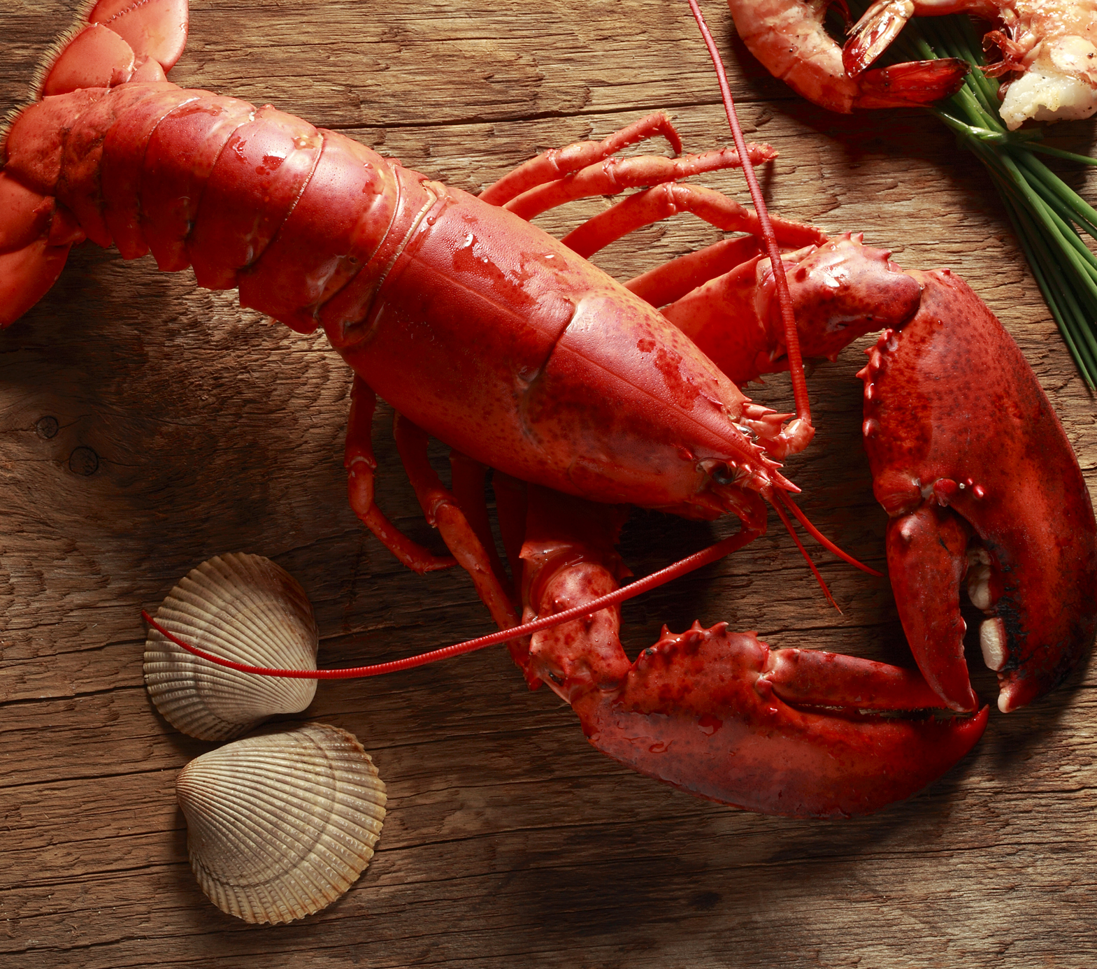 Lobster 5.jpg
