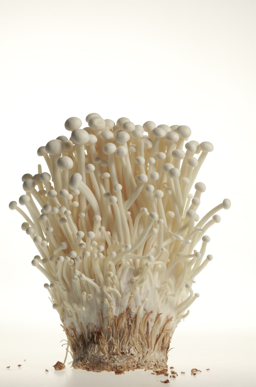 Mushrooms 6.jpg