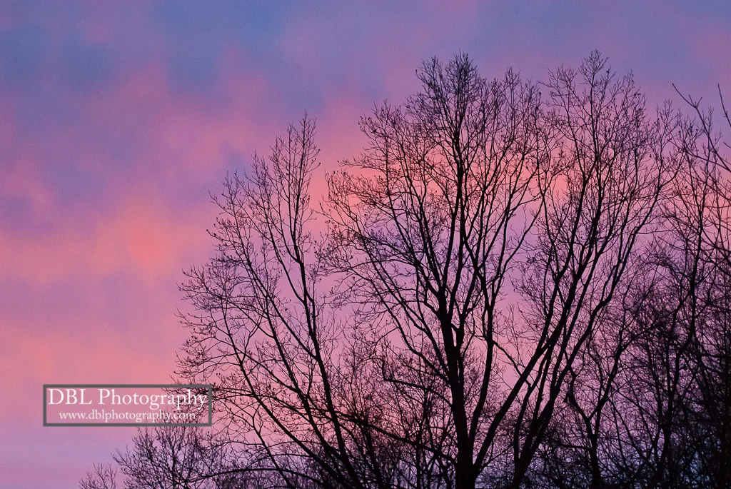 Twilight Trees_DBLPhotography