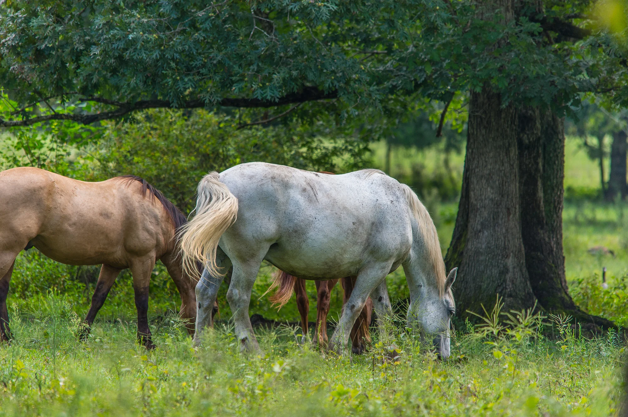 wpid867-Afternoon-Graze_DBLPhotography.jpg
