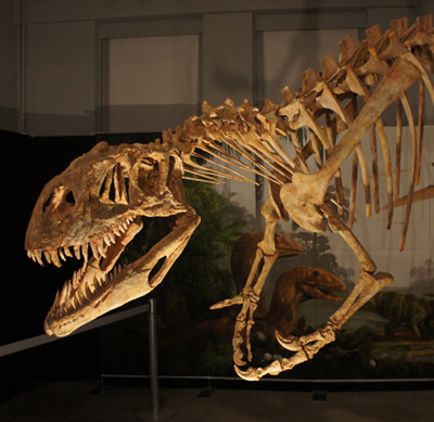 dinosaur3_afrovenator.png