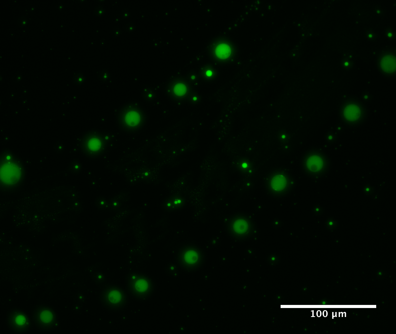 Building the First Cells for the Origins of Life