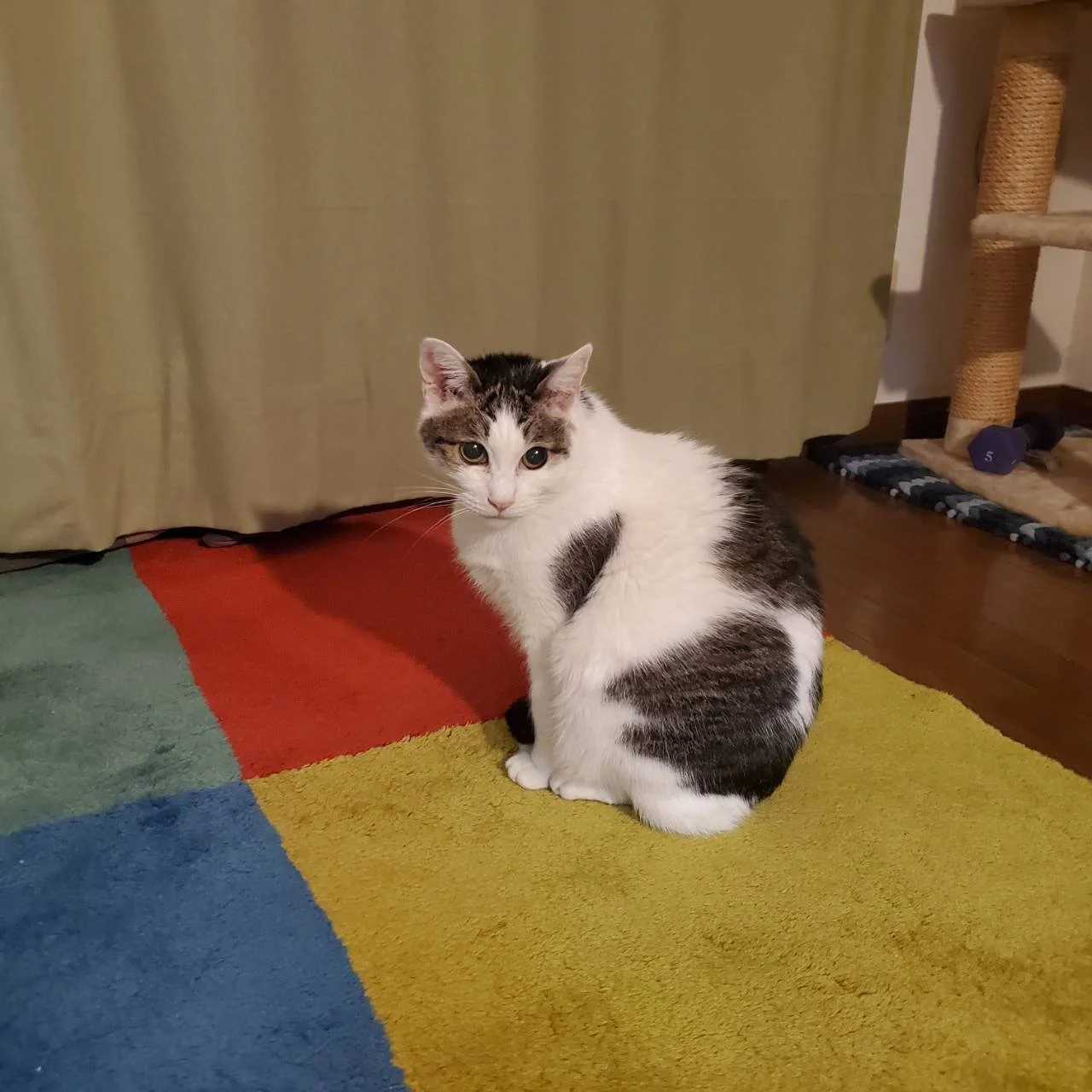 Cassie Cat