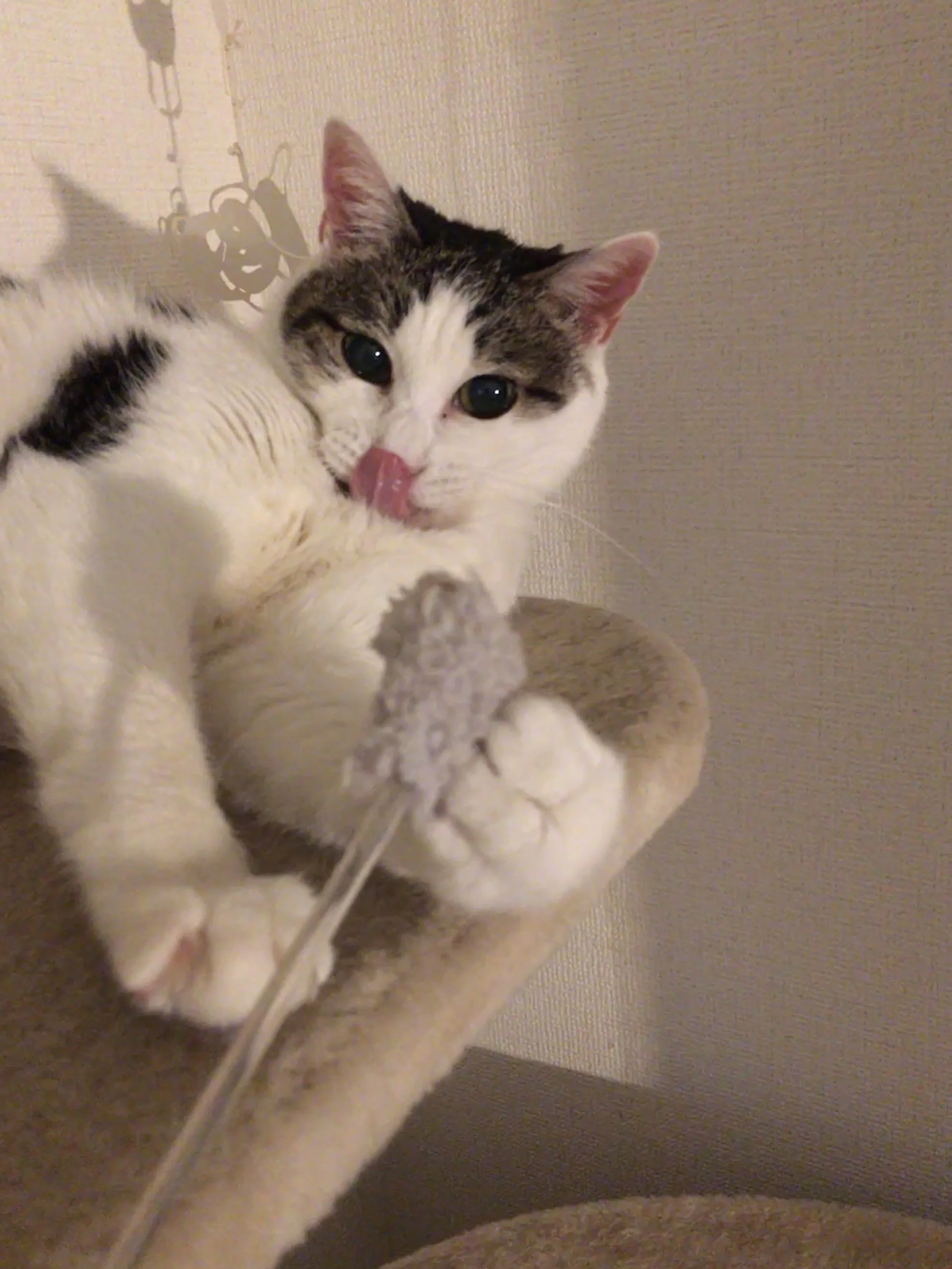 How to tame your murder floof