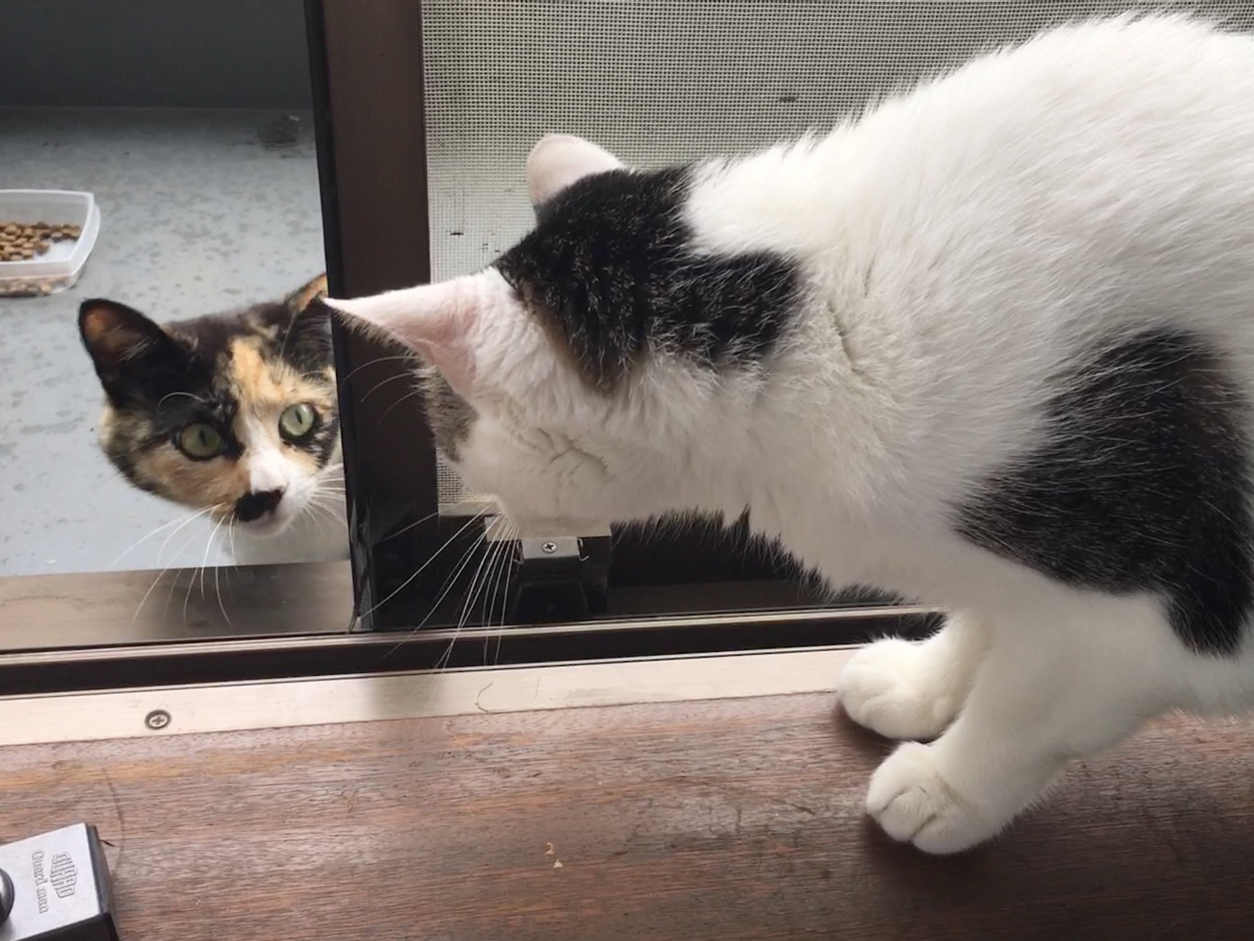 Copycat 
