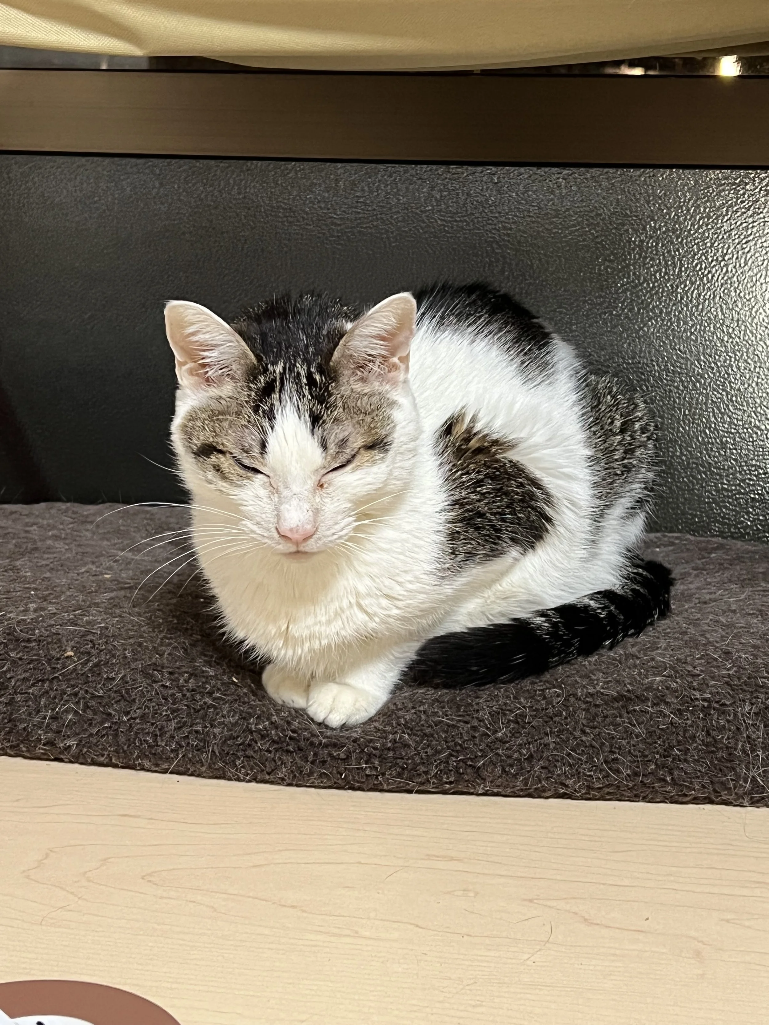 The curse of timelines of our imagination (on pet death)