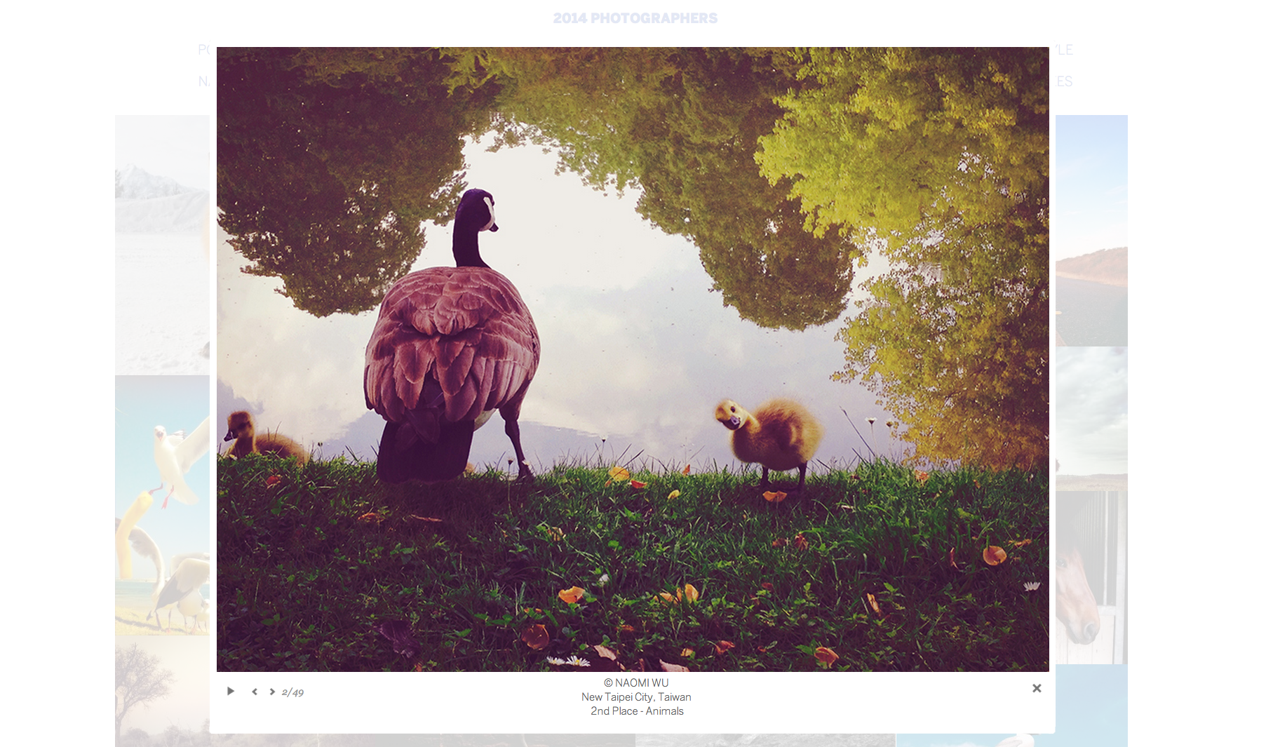 IPPAWARDS 2nd Place - Animal category