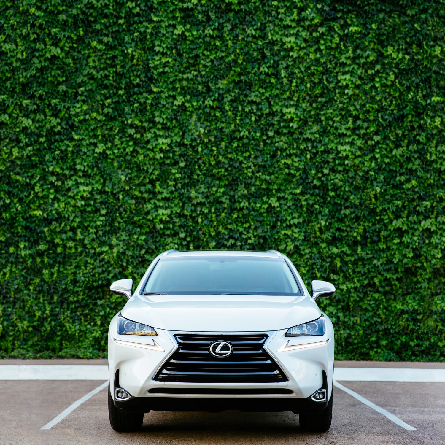 web_lexus_ivywall2_optimized.jpg