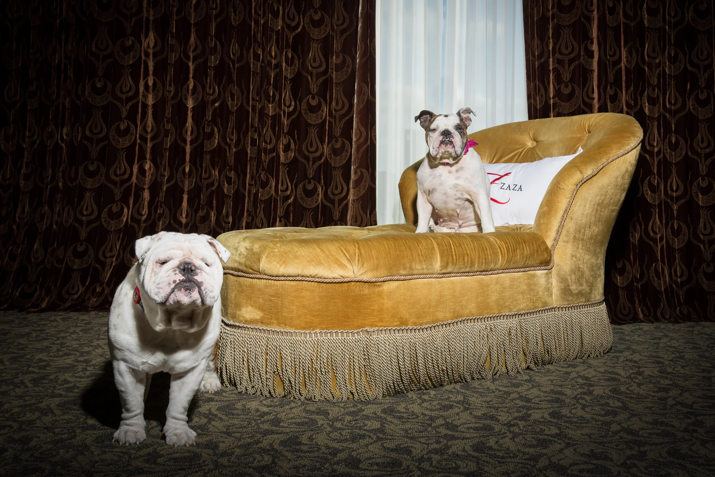 zaza_dogs2_optimized.webp