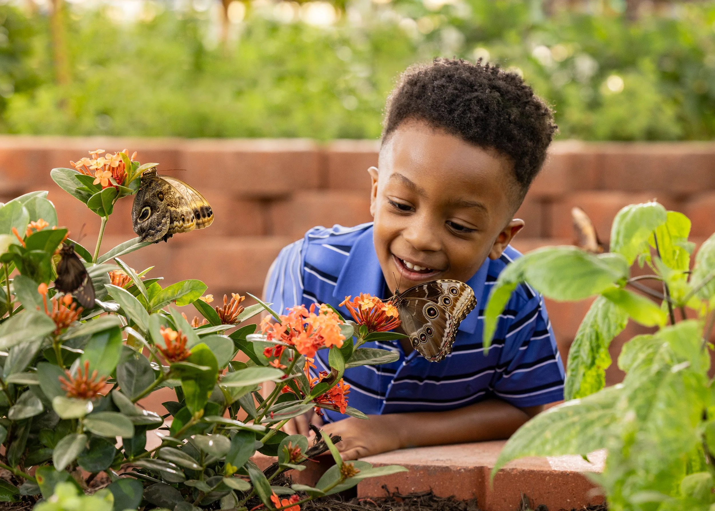 webDallasZoo_Butterfly_03_Fam3_CloseUpReaction_0357.jpg
