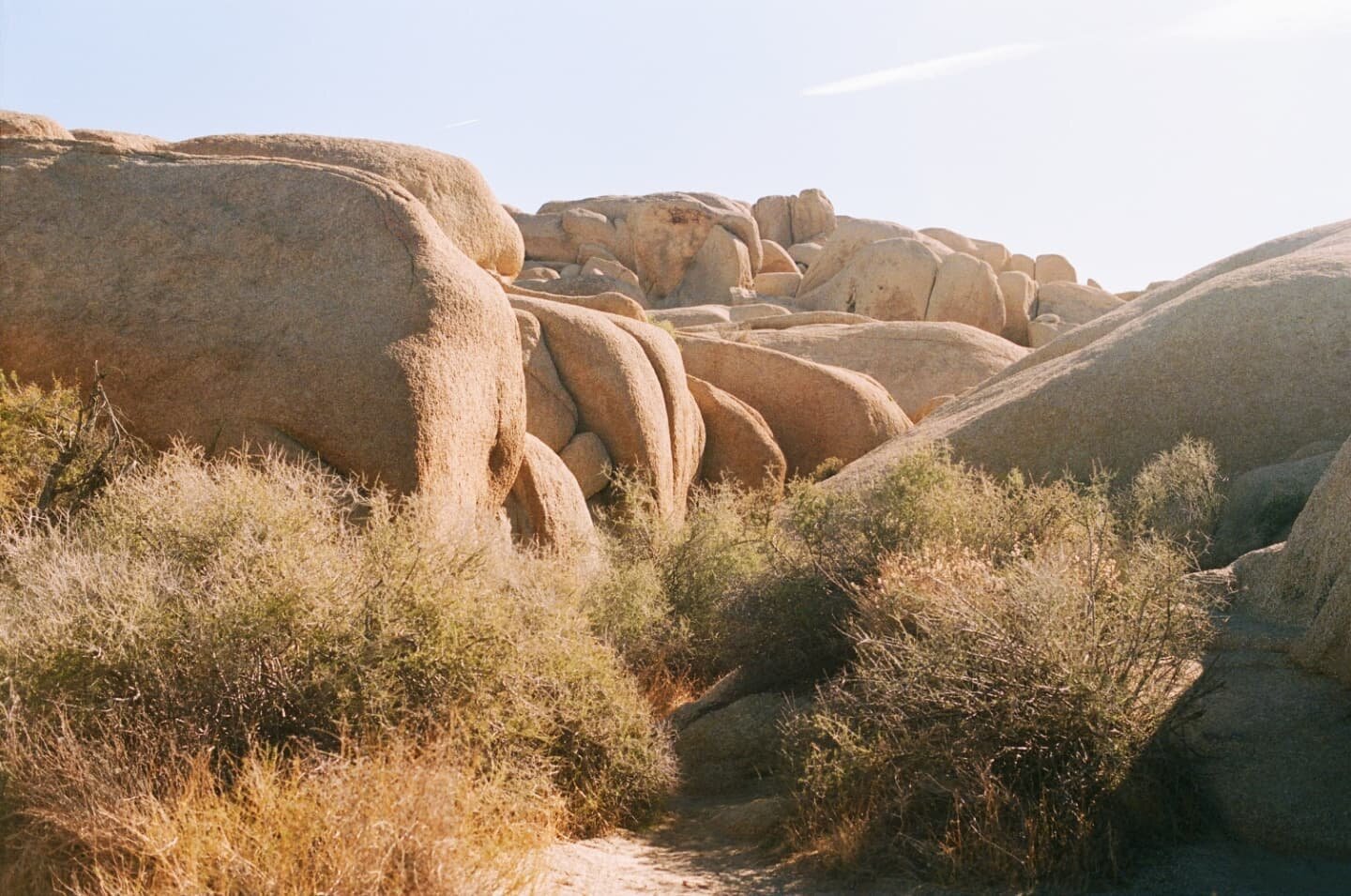 Don't mind me, will be posting Joshua Tree photos for the foreseeable future. 

Also that rock totally looks like a butt right??

#35mm #portra400 @nicefilmclub