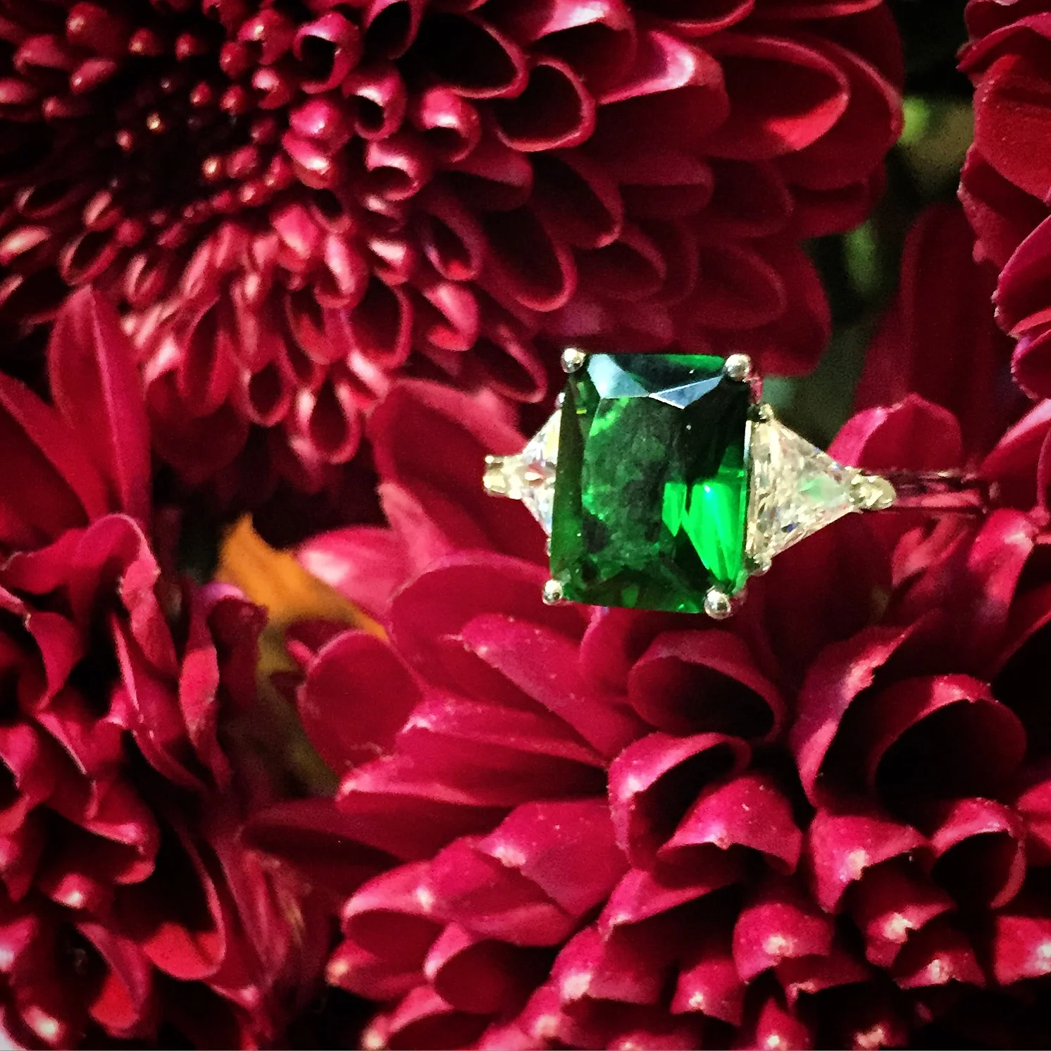 emerald-purple_crysanthemum.JPG