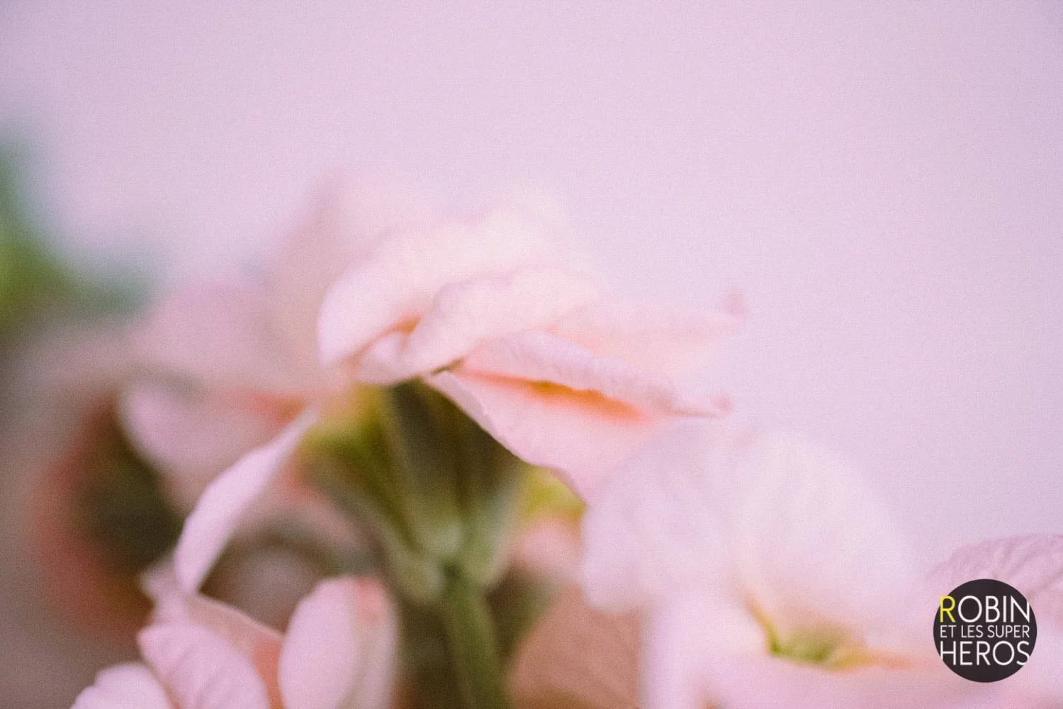 Photographe shooting produit composition floral florale lyon Fle