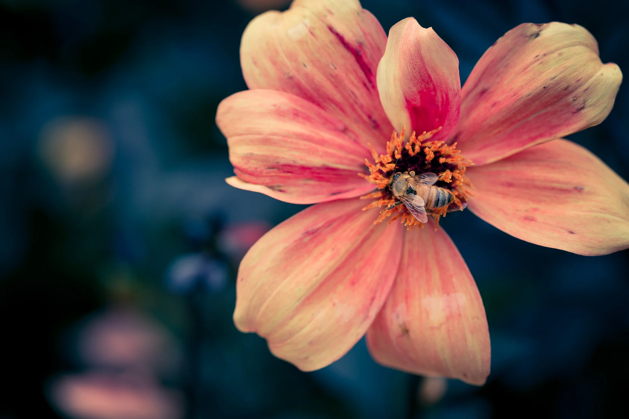 HSW_ET5A5911.jpg
