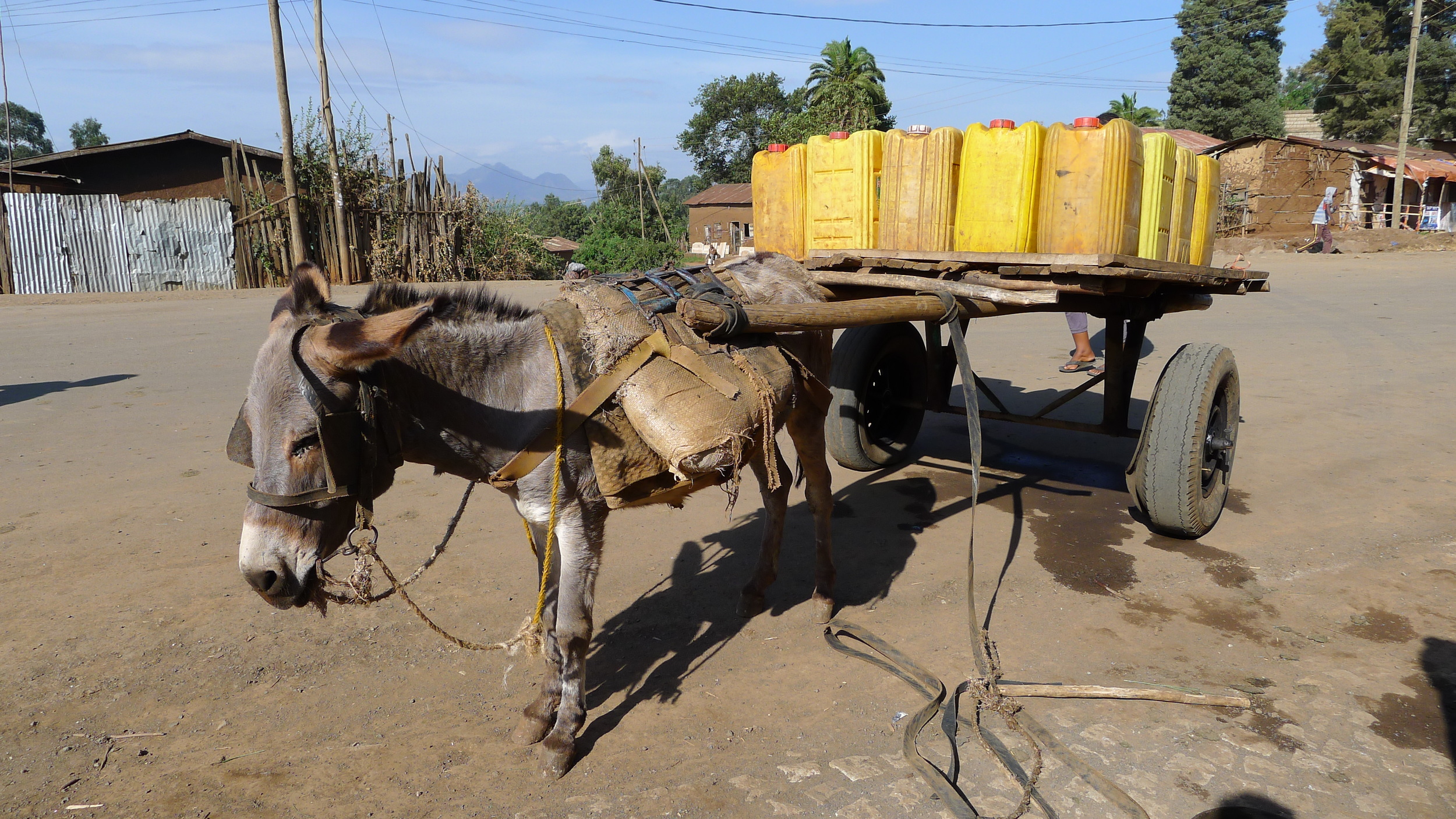 Donkeys are everywhere, carrying yellow jugs of water for local residents in rural Ethiopia.