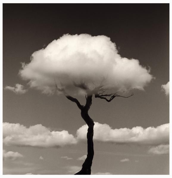 Tree Cloud by Chema Madoz
