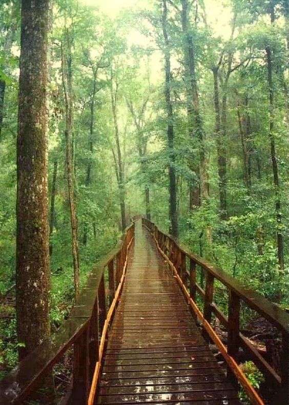 Congaree National Park, South Carolina. photo via 99 Travel Tips
