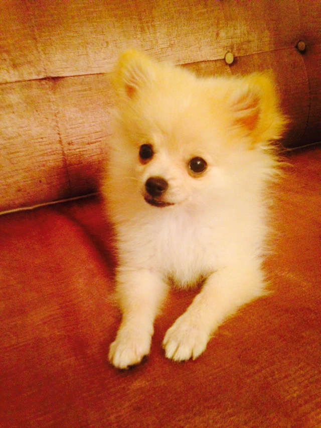 Spike the Pomeranian Puppy @ 4 months old.