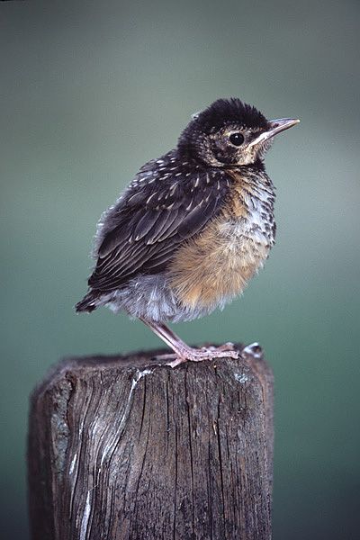  The fledgling we met looked just like this little birdie.