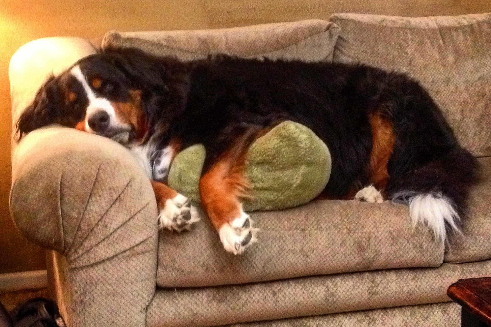 And then there is Sadie the Bernese Mountain Dog who is always excited to great everyone who visits our home at Chateau Cochran