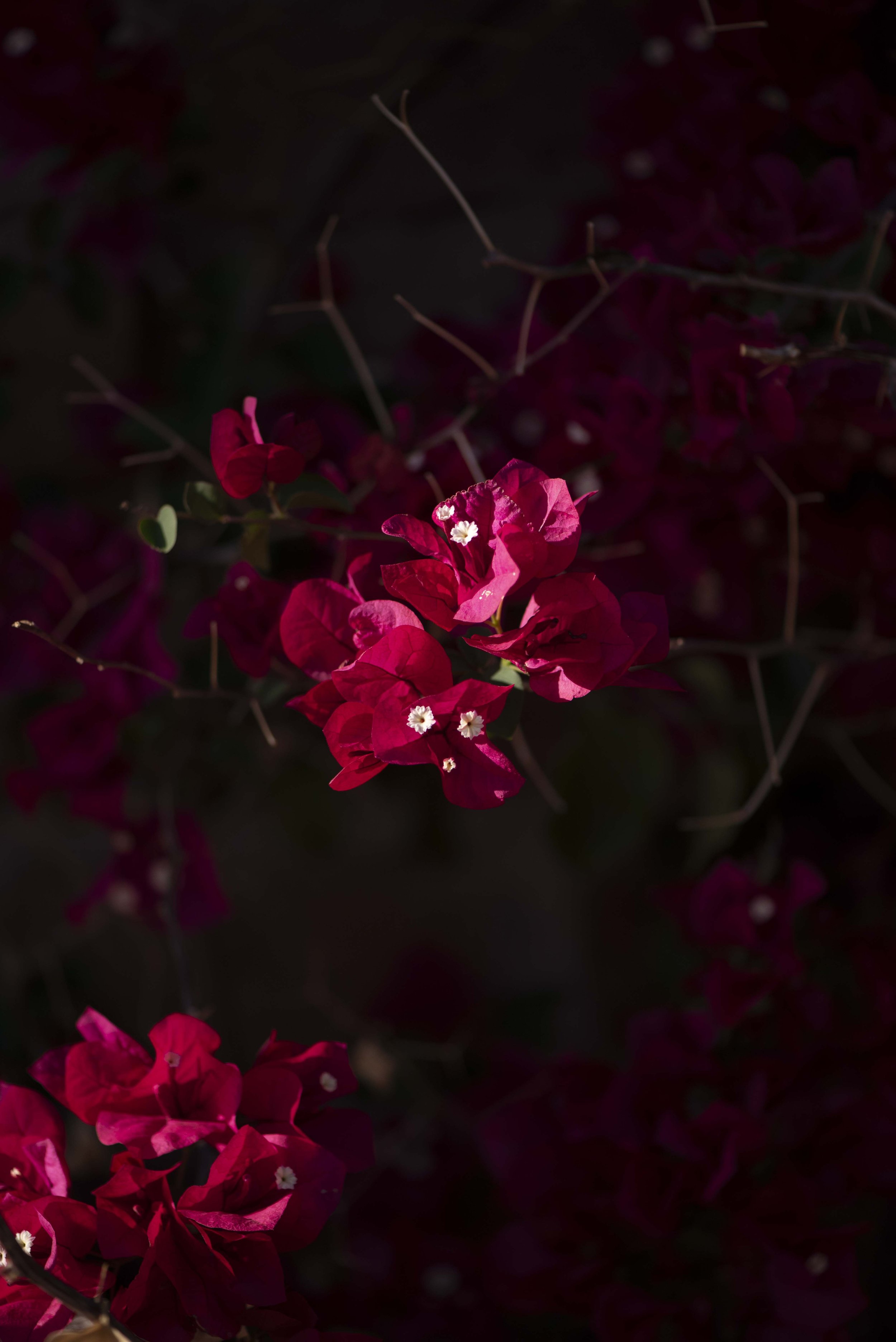 DSC_7415.jpg