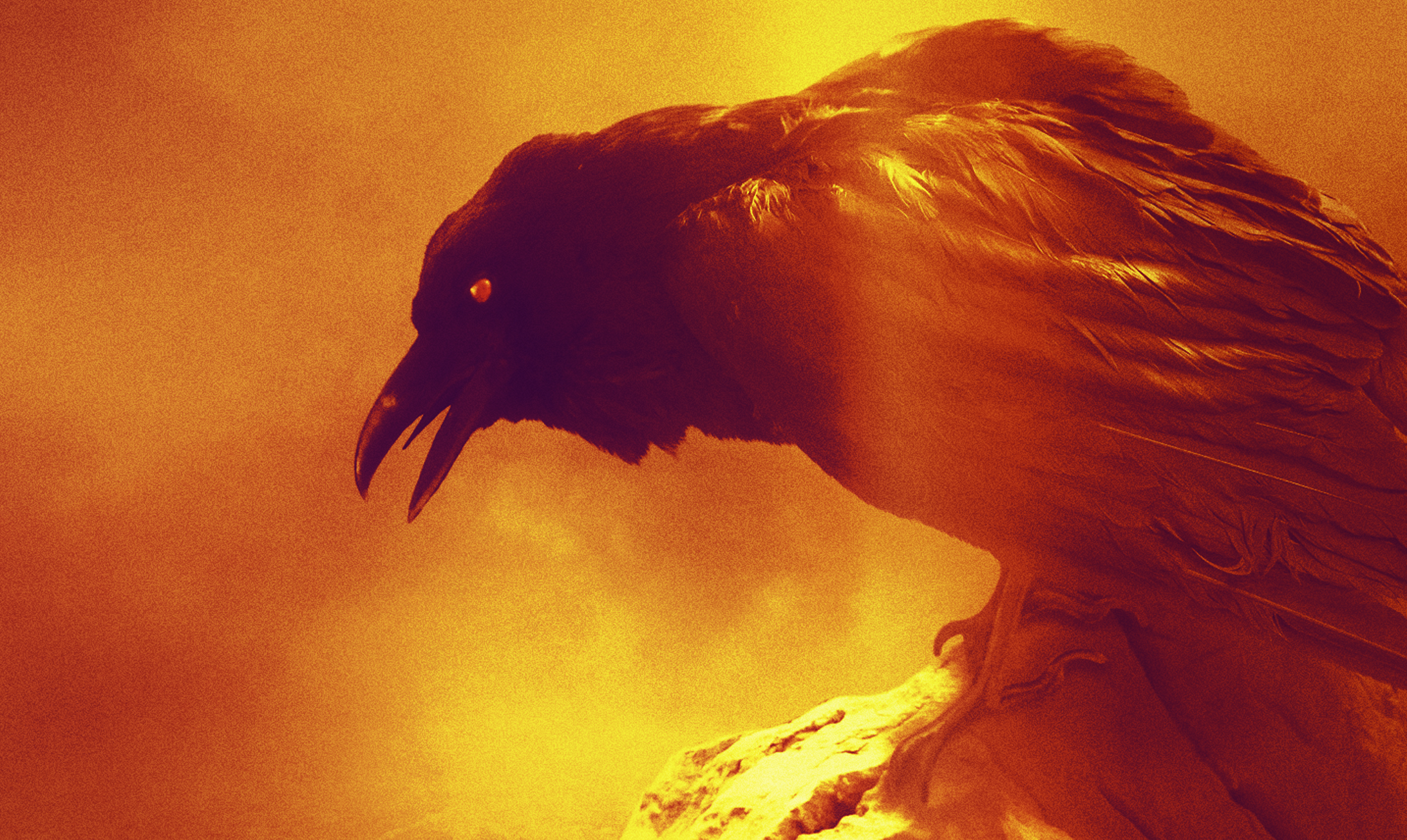 Stories_Image_Raven.png