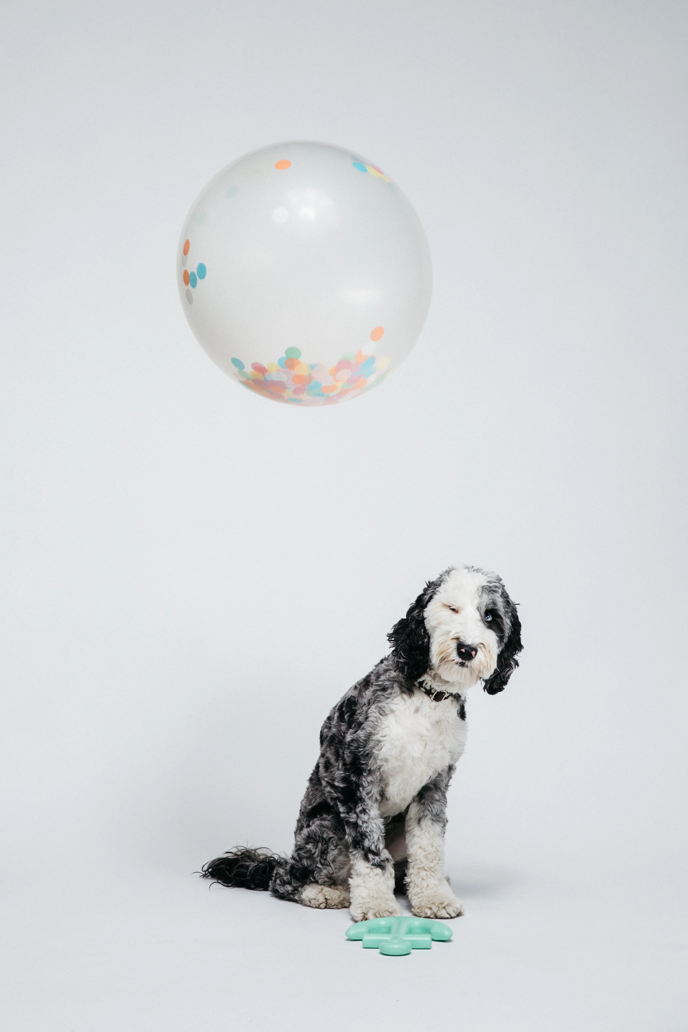 Waggo-Anchor-Toy-Styling-Dog-Pet-Graphic-Designer-Heather-Maehr.jpg