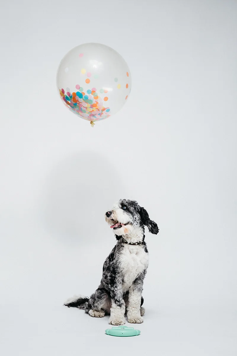 Waggo-Anchor-Toy-Styling-Dog-Pet-Graphic-Designer-Heather-Maehr.jpg
