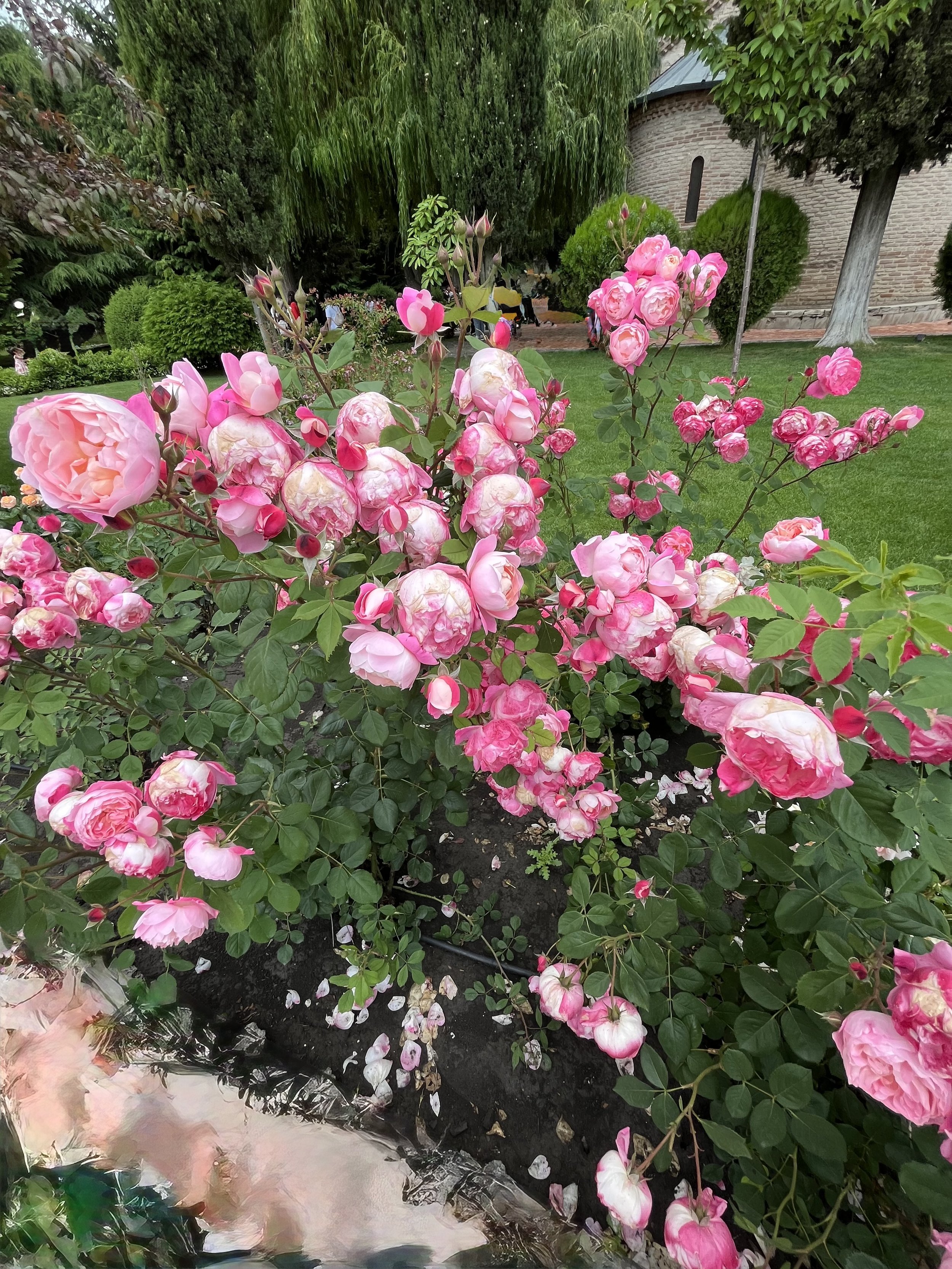 IMG_9582.jpeg