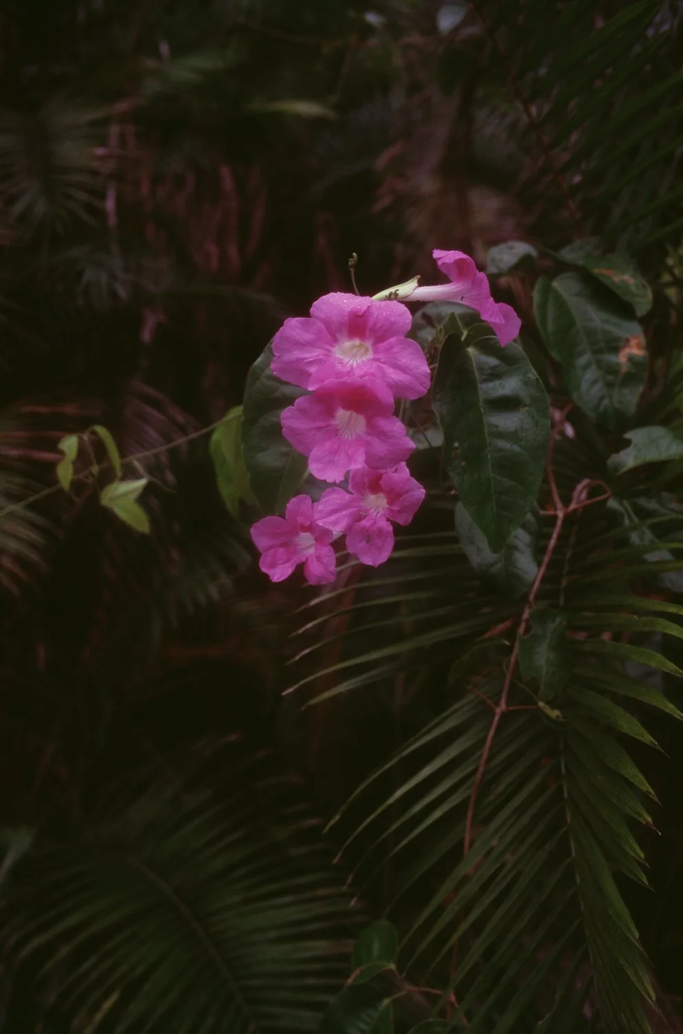 Shaun_Stander_1_125_Costa_Rica_32.jpg