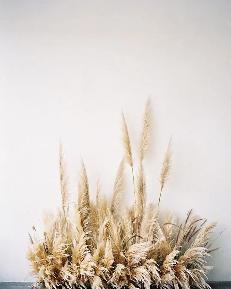 Pampas grass.jpg