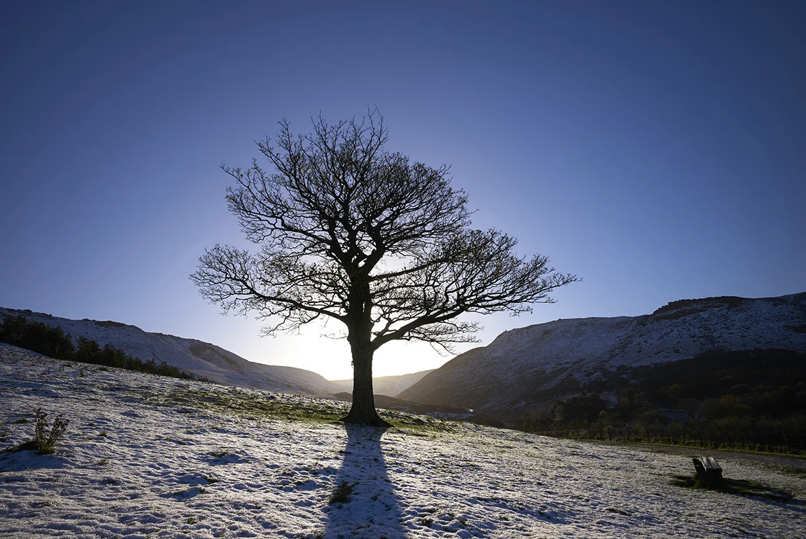 Dovestone Reservoir_Tree.jpg