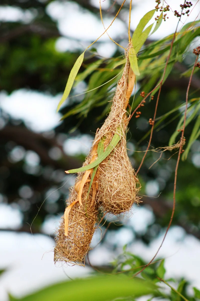 an interestingly shaped weaver's nest outside our window