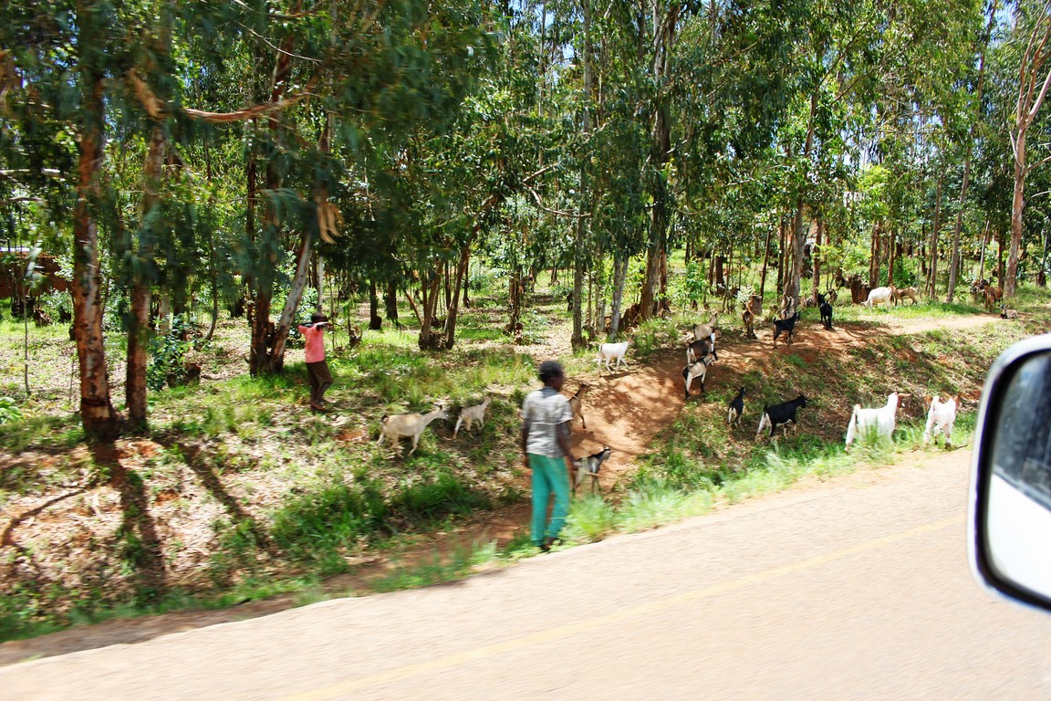a brand new life blog - Lilongwe Drive Home (9).jpg
