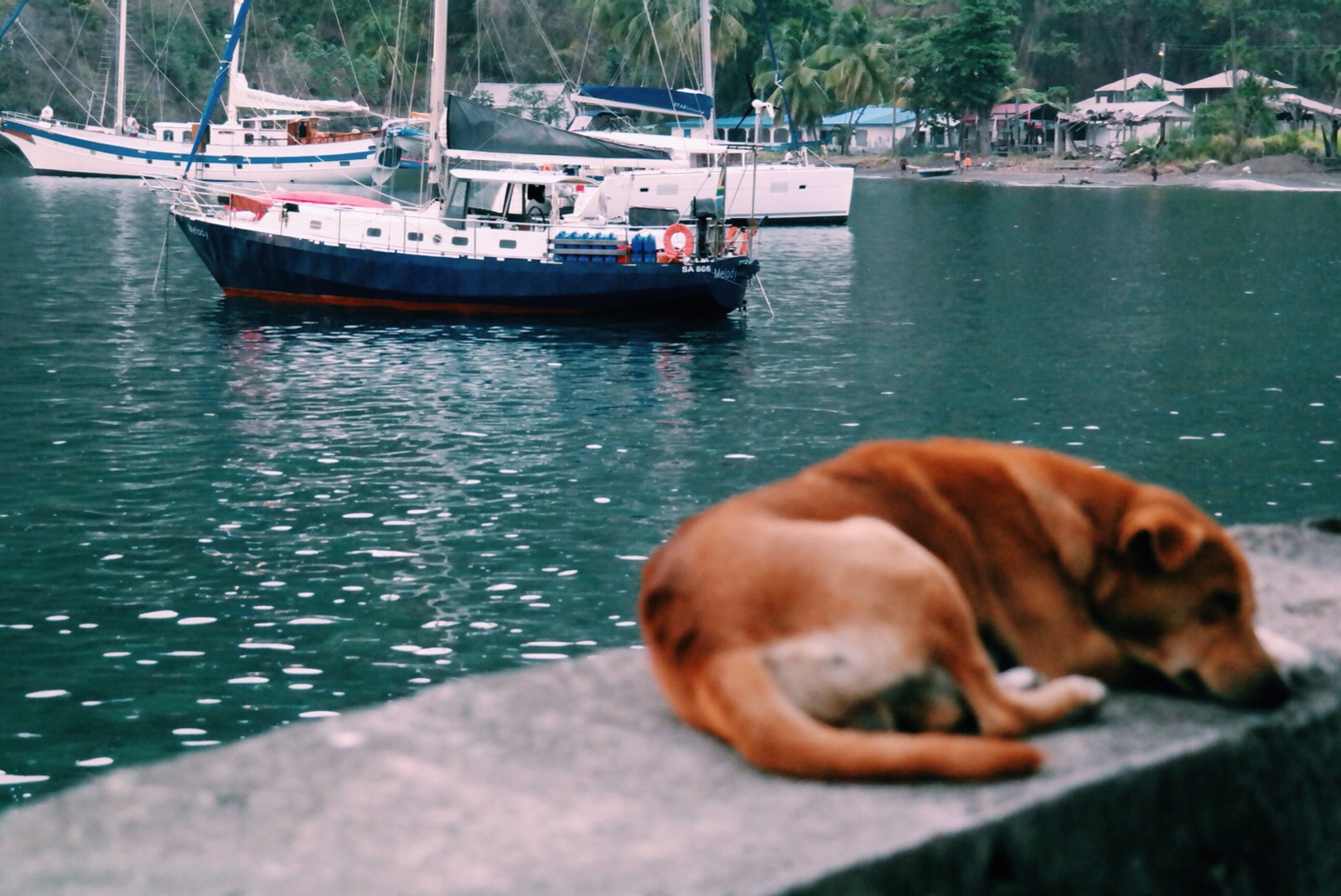 Melody's backside tied to a coconut tree (coconut tree not pictured)