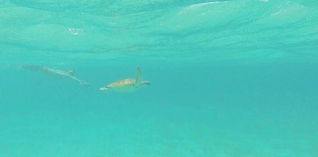 the Marine Park has strict rules about not getting too close to the turtles, even when they came towards us we moved away to maintain the right distance. can't say the same for the other disrespectful tourists.&nbsp;