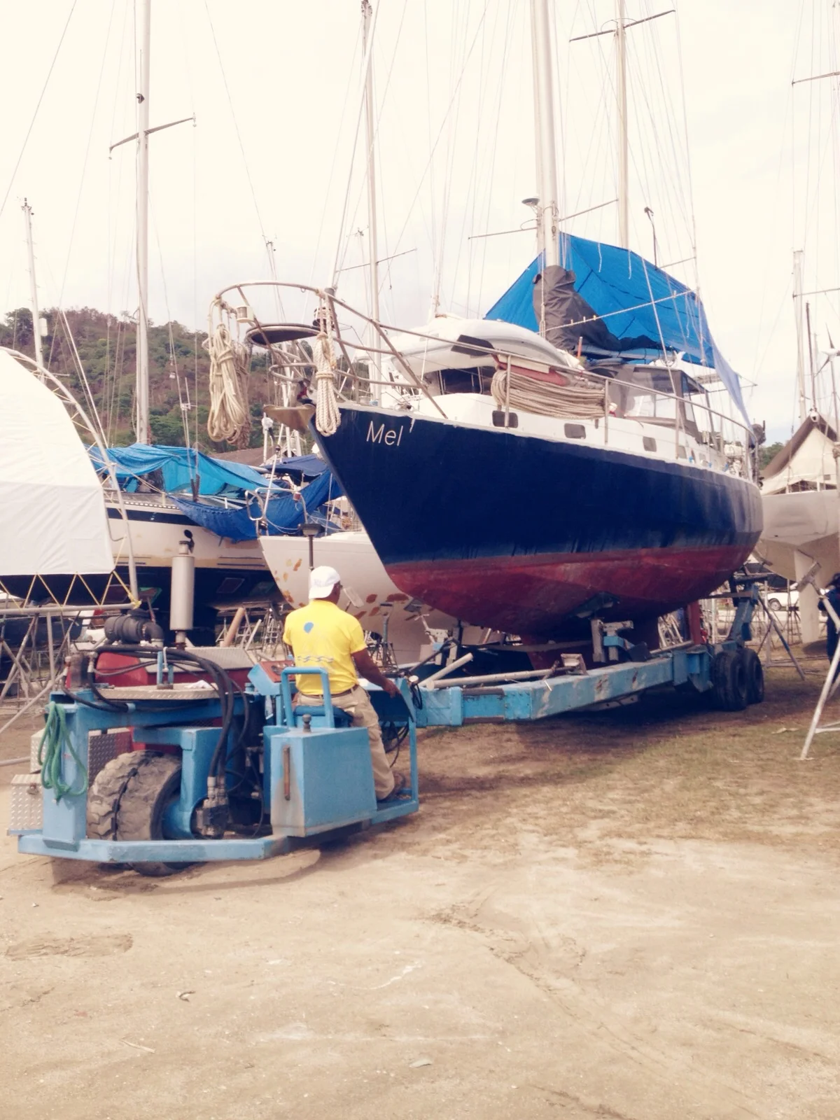 Melody on the move: after Rufus left to the UK Melody moved from te back corner of the yard to a prime spot at the front water's edge.