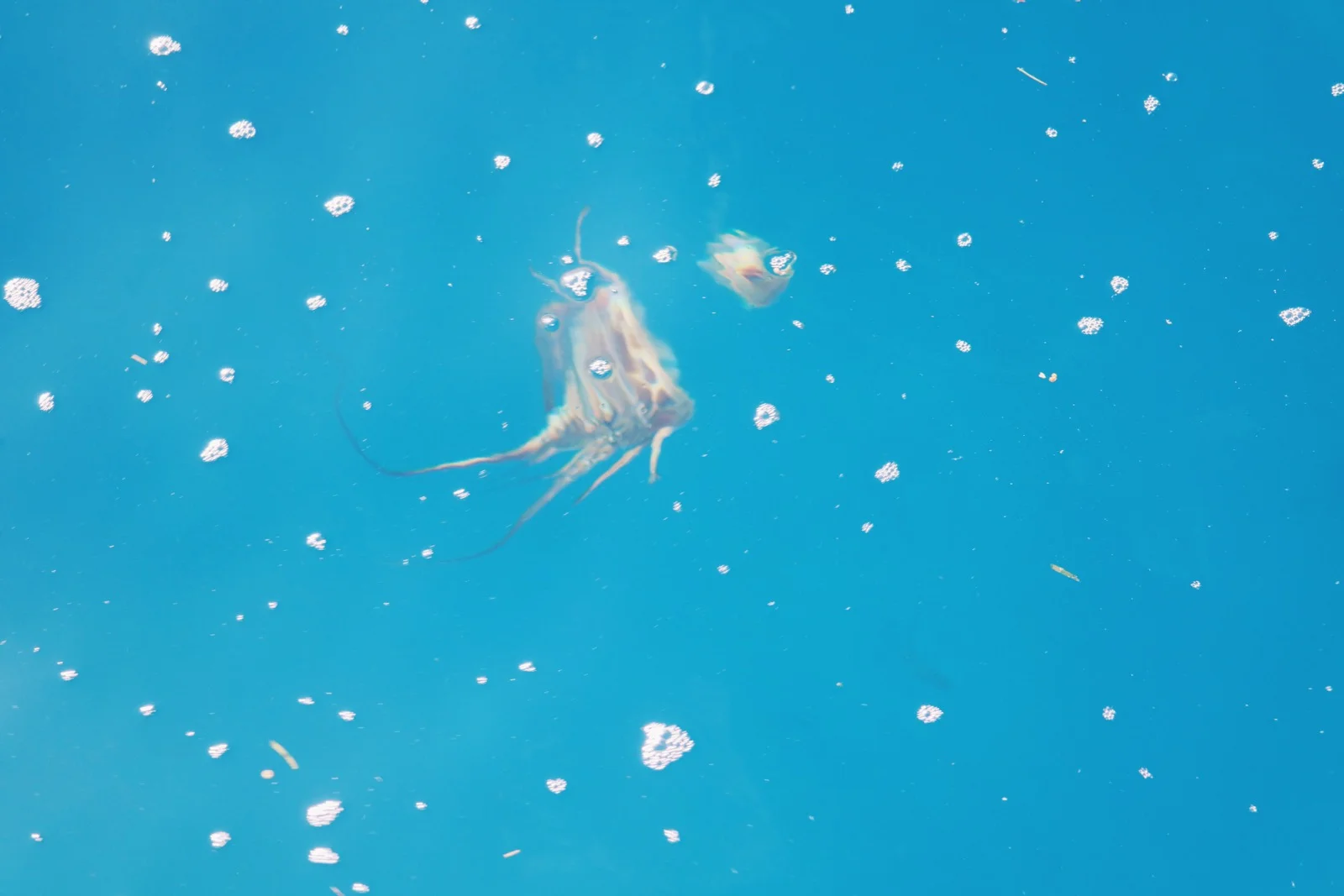 lobster head back into the ocean