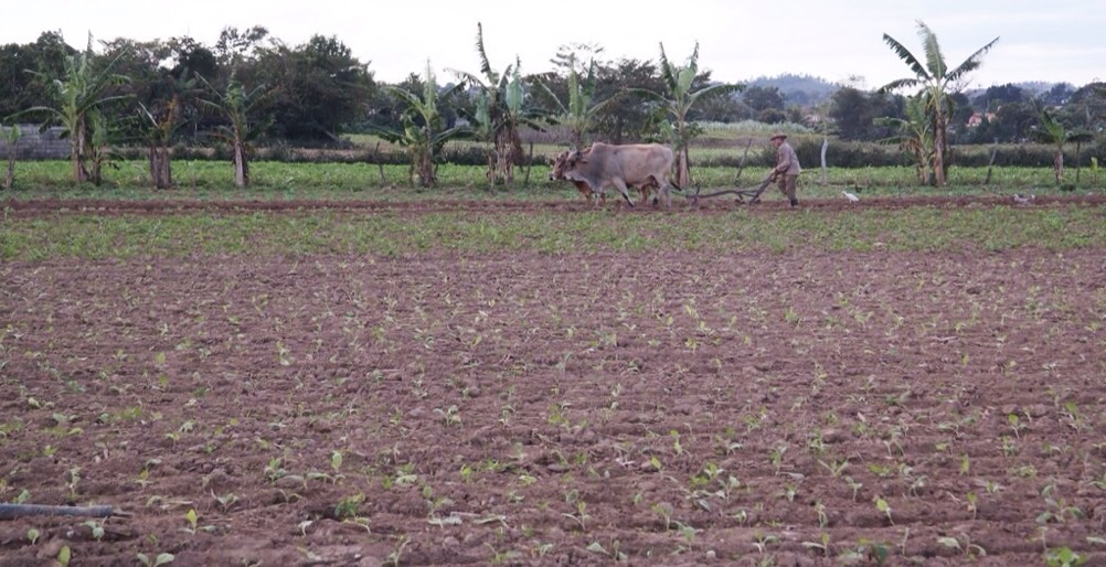 traditional farming methods are still widely practiced