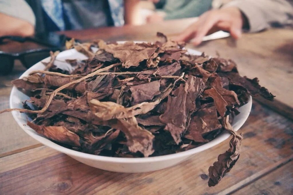 the organic tobacco leaves ready to be turned into "Cubans"