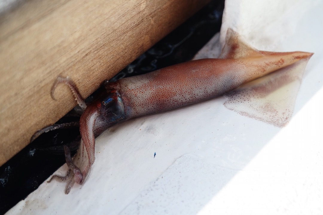 seafood buffet on deck - we had a lot of these little guys, and flying fish jump aboard or thrown on by rogue waves.