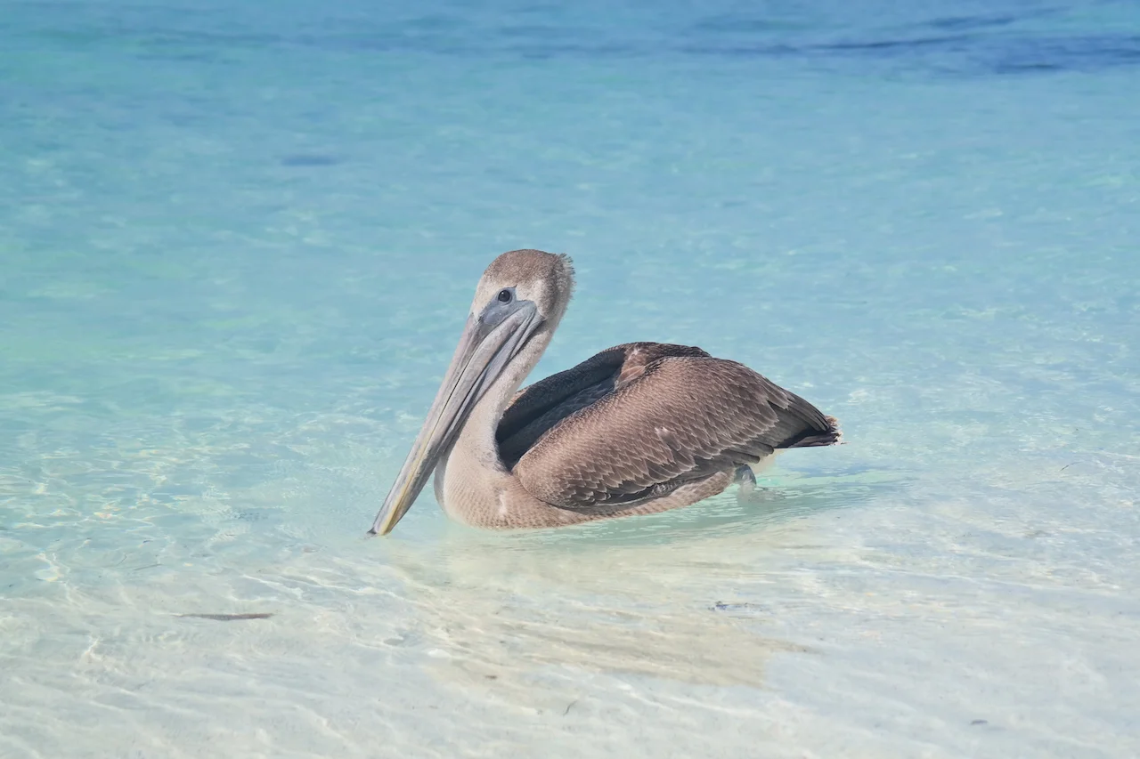 this friendly "little" guy followed us around the island (Ranguana Caye) and was quite keen on having his photo taken. Did I mention that I haven't edited these photos at all? - not even cropped them... That is the actual colour of the water. In eve…