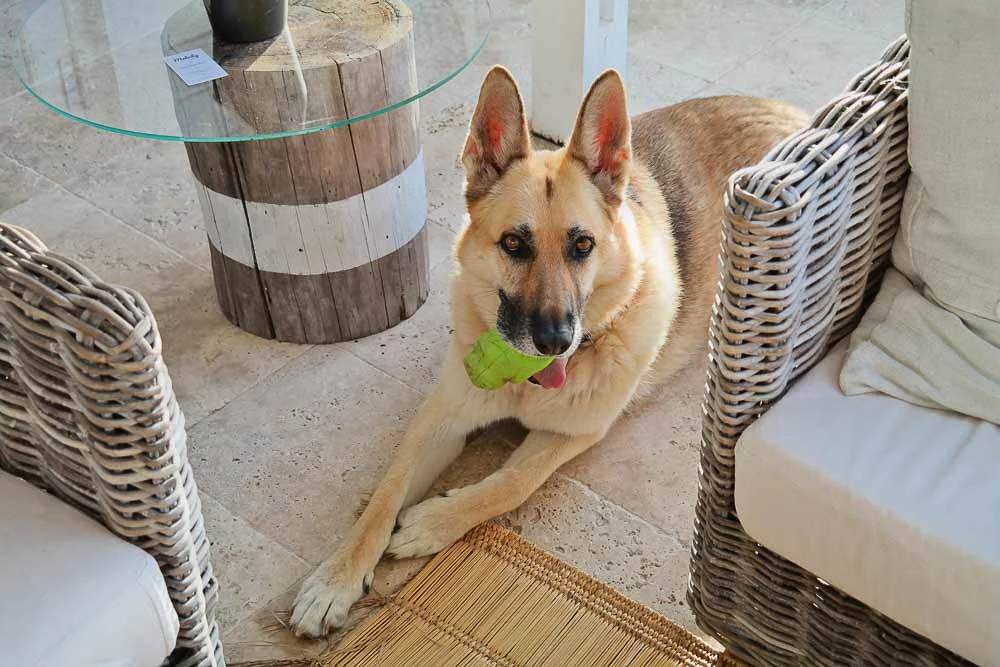 Juno and her toy