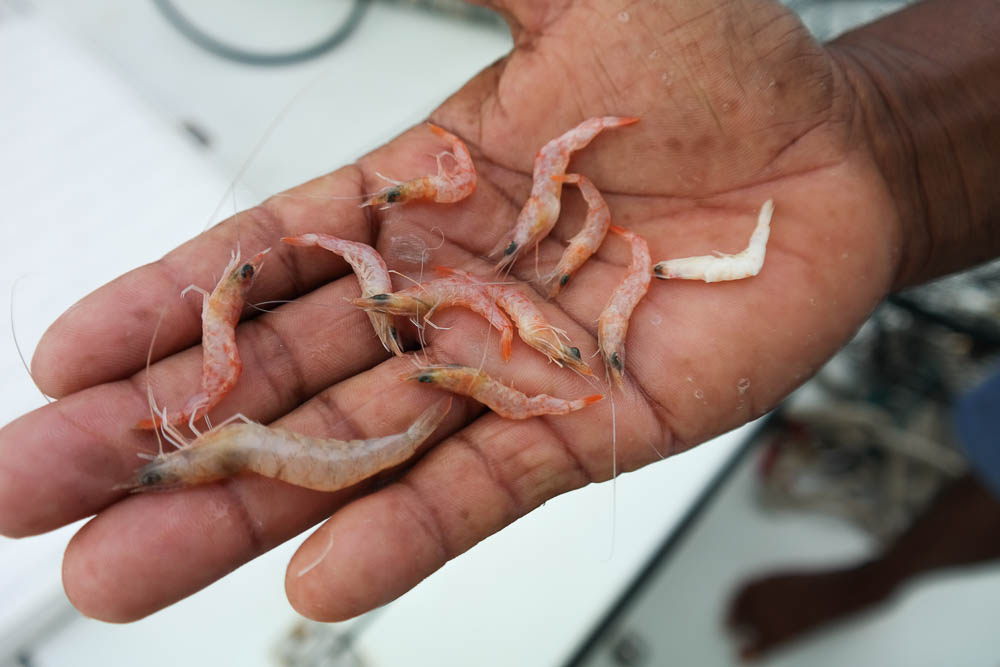 Omar found these guys on deck. unfortunately none were big enough to barbecue :(