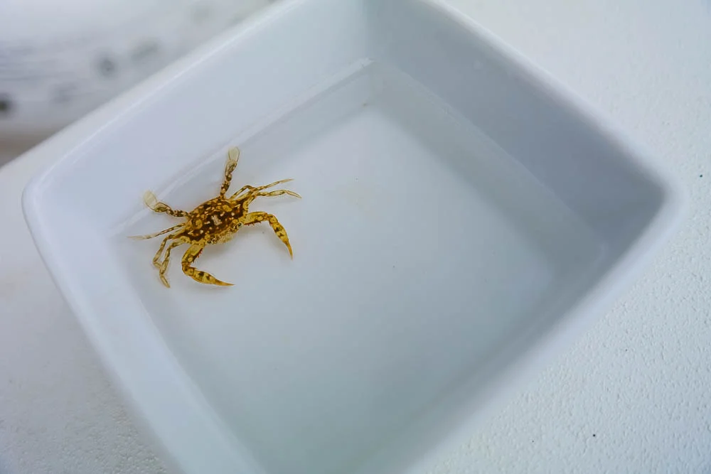 another teeny creature from the sugar scoops out back