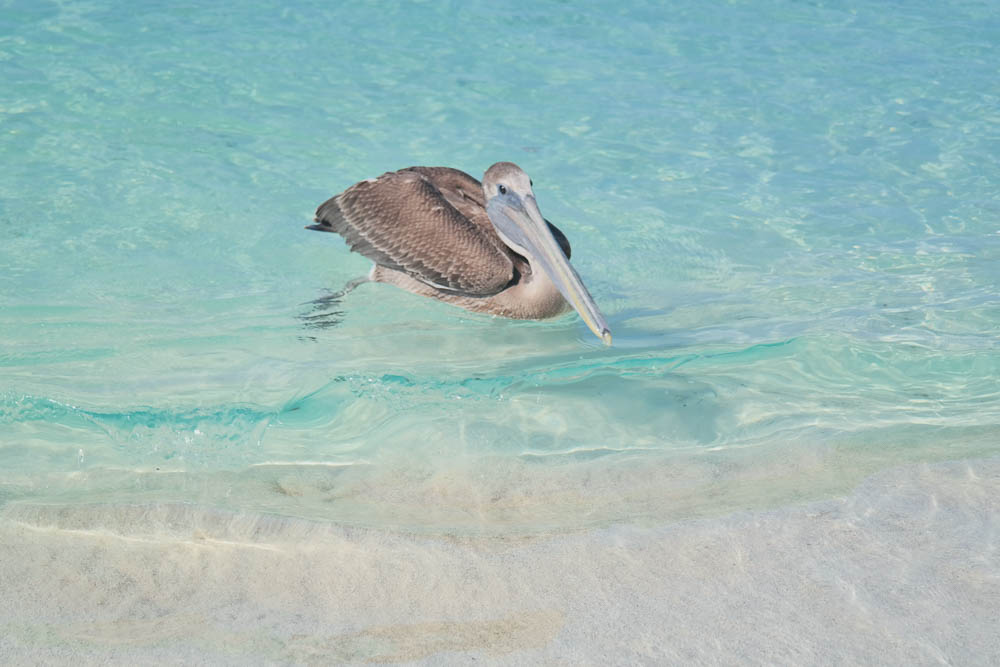 pelicans posing