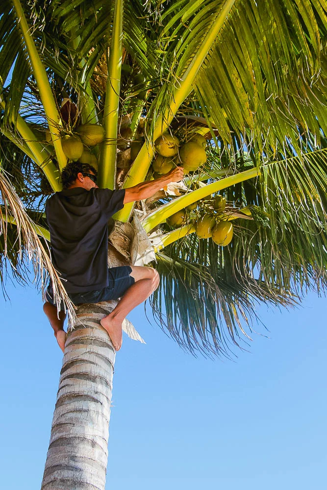 coconut harvesting on Goffs Caye
