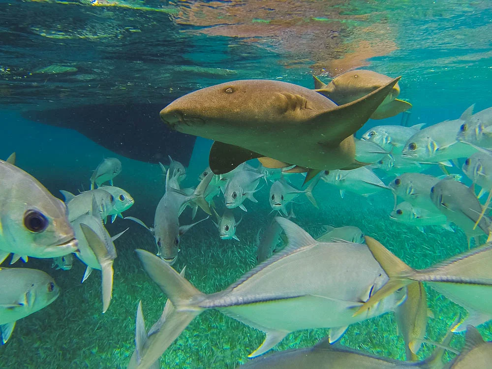the view from below... getting to know the local Nurse Sharks