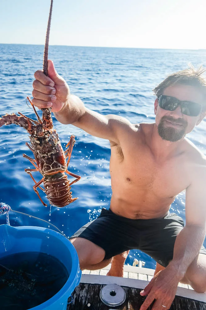 fresh.live.lobster.