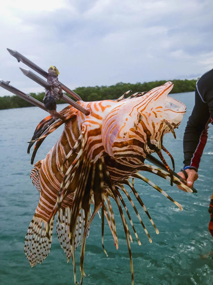 Rufus, our Lion Fish wrangler